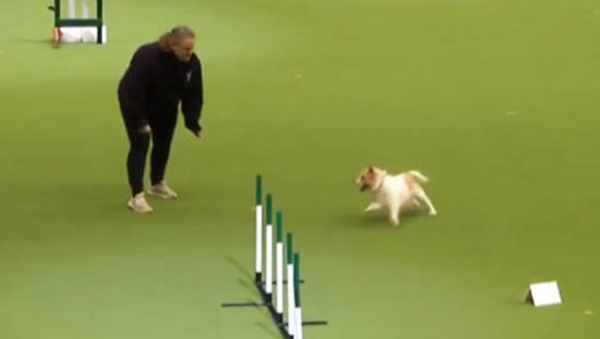 agility,Olly,Crufts,Jack Russell Terrier
