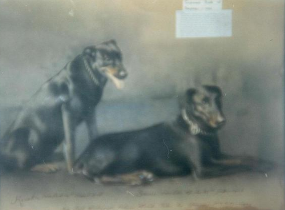 Doberman Pinscher, police dog, tracking, Sauer, Guinness Book of Record