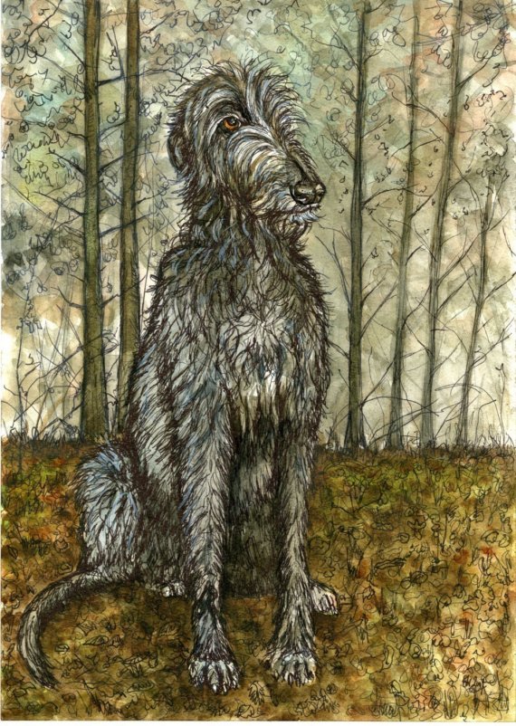 irish wolfhound,history
