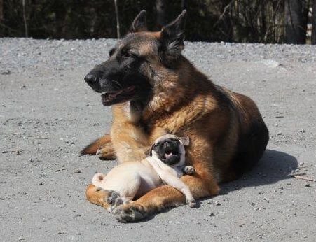 Pug, German Shepherd, Greyhound, odor-discrimination task, scent dog,