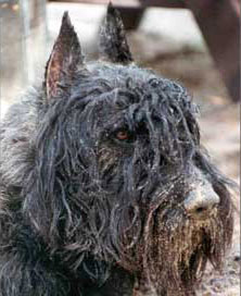 Des Preux Vuilbaard,dirty beard,Bouvier des Flandres,nickname