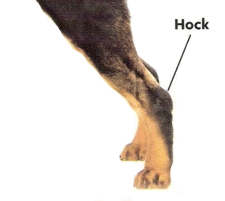 what is the hock on a dog
