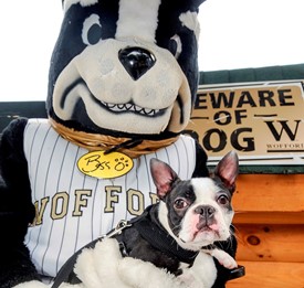 boston terrier, mascot,Wofford college,blitz