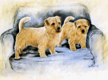 ears,norfolk terrier,norwich terrier