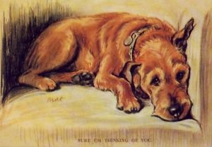 Glen of Imaal Terrier,color,irish,terrier,Teastas Misneach,Irish Terrier,