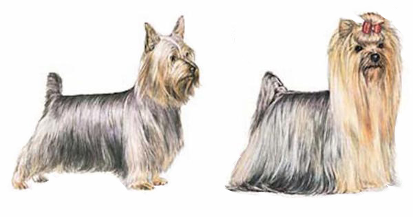 silky terrier and yorkie