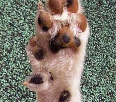 Norwegian lundehund, puffin dog,Polydactylism,feet,