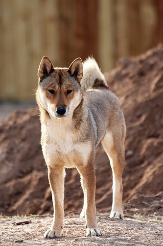 Shikoku-Ken, Shikoku Dog, primitive breed,
