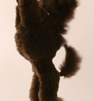 poodle,Continental clip,grooming,coat,hair,Scandanavian trim,rosette,muffin,