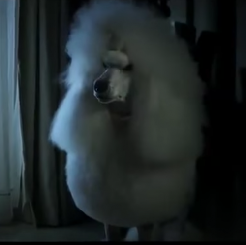bulldog,poodle,commercial,ad,