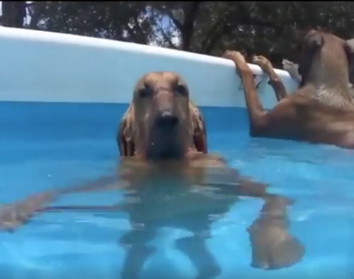 purebred dogs,pool party