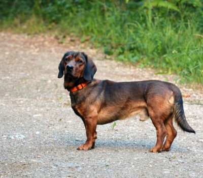 Alpine Dachsbracke