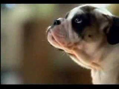 bulldog,commercial,ad,tv,puppy