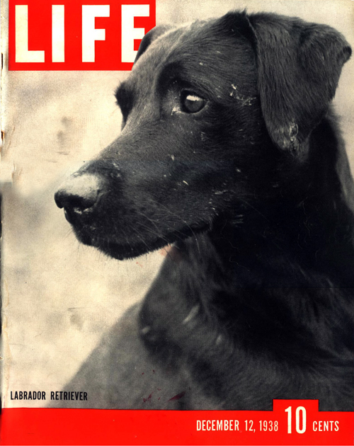 Labrador Retriever,Life Magazine,Blind of Arden,Averell Harriman