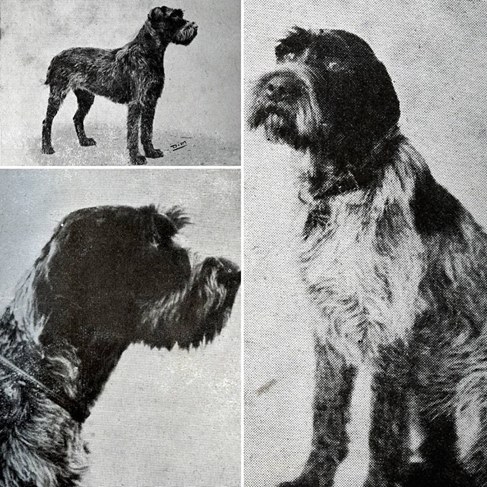 Wirehaired Pointing Griffon,coat,griffon,
