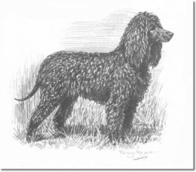 Irish Water Spaniel,treeing Walker Coonhound,American Foxhound, tail, root,structure