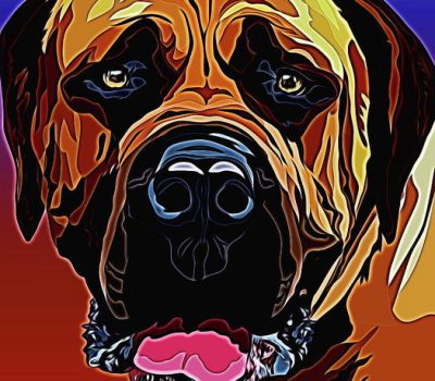 Boerboel,therapy dog,south african mastiff,