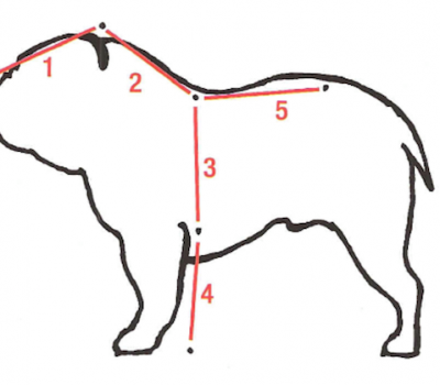 bulldog,standard,Davey five equal parts
