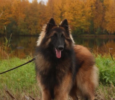 bones, flat bones, oval bones