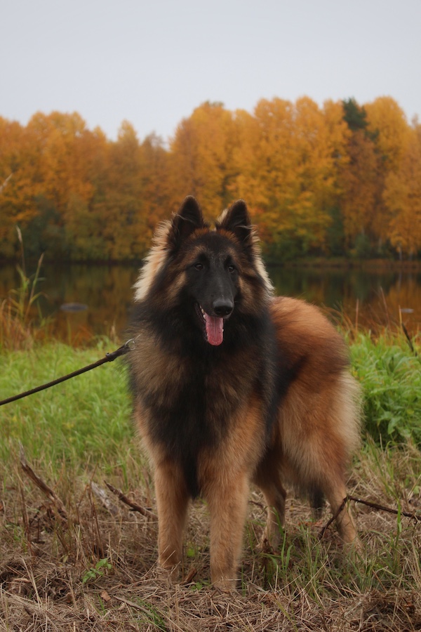 bones, flat bones, oval bones