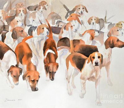  tail, stern, standard, Beagle, Irish Terrier, Border Terrier, Bloodhound, Smooth Fox Terrier, English Foxhound