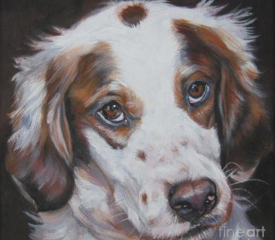irish red and white setter,hunting dog,kennel club