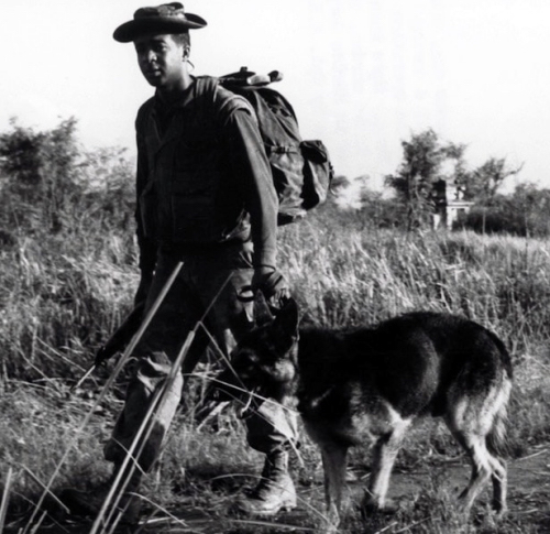 German Shepherd Dog,Vietnam,Kaiser,war dog, military dog