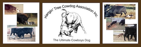 Hangin’ Tree Cowdog,cattle dog,Border Collie,catahoula leopard dog,kelpie,australian shepherd
