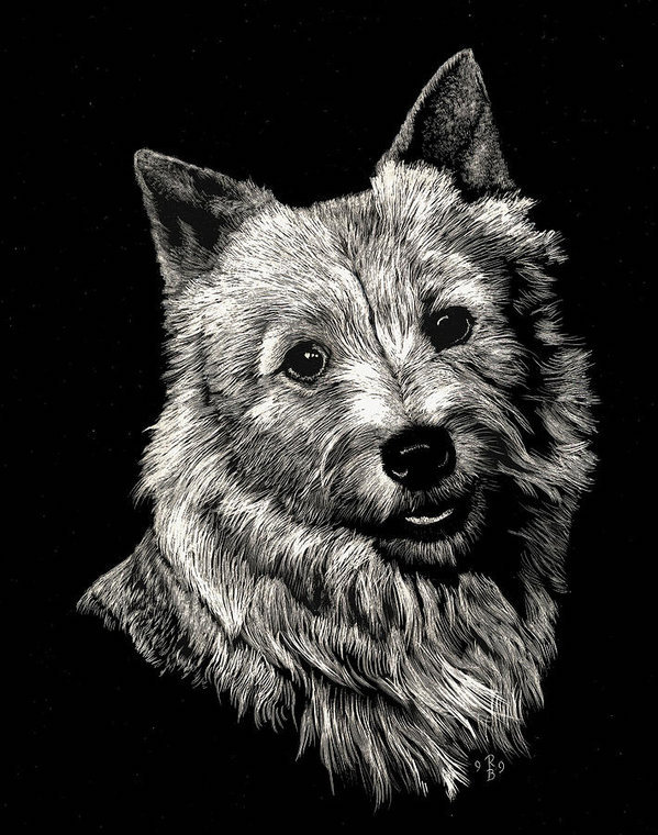 A Snippet Of Norwich Terrier History