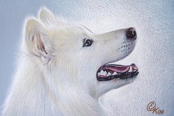 samoyed,Curtis M. and Thelma R. Brown, dalmatian, arctic breeds, northern breeds,