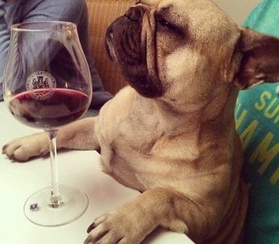French Bulldog,Border Terrier,University of Melbourne,wine,Sonja Needs,winerydogs,german shepherd dog,Brettanomyces