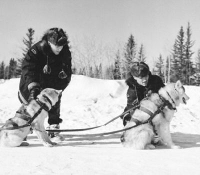 sled dog,Royal Canadian Mounted Police,Roald Amundsen,Greenland Dog, husky,Inuit Sled Dog,