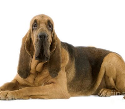 Bloodhound,dust ruffle skin,term,skin,structure,