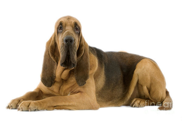 Bloodhound,dust ruffle skin,term,skin,structure,
