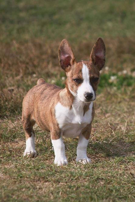 different types of rat terriers