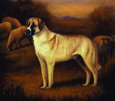 Anatolian Shepherd,Puli,sheepdog,history,Henry A. Wallace