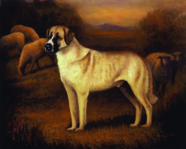 Anatolian Shepherd,Puli,sheepdog,history,Henry A. Wallace