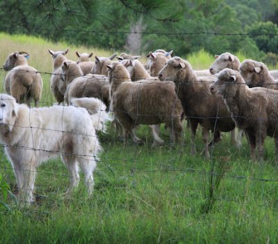 Ray Coppinger, LGD, Livestock Guardian Dog, Hampshire College