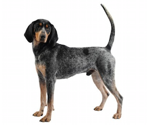 blue,color,merle,dilute,chow chow,great dane,Bluetick Coonhound, Kerry Blue Terrier