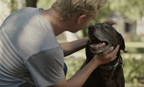 Labrador Retriever,Subaru,TV,commercial,advertising