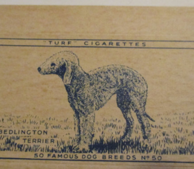 Bedlington Terrier,cigarette card,trading card,Gallaher Cigarette Company,Carreras' Black Cat,Australian Terrier,Turf Cigarettes,