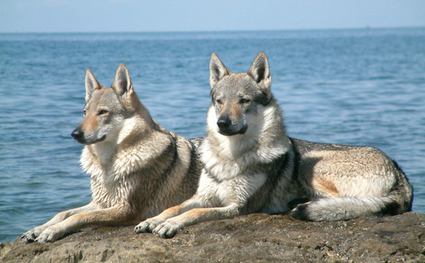  Czechoslovakian Wolfdog, Ceskoslovensky Vlack, Slovack Wolfdog, Chien-Loup Tchecoslovaque,Karel Hartl,German Shepherd Dog