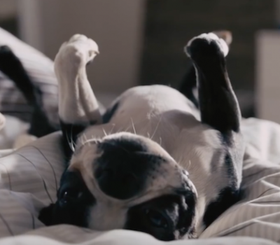 Ikea,Boston Terrier. commercial, advertising,TV
