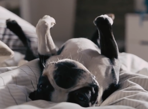 Ikea,Boston Terrier. commercial, advertising,TV