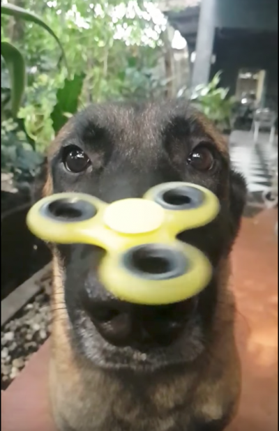 fidget spinner,belgian malinois,police dog