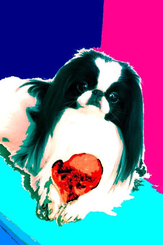 Japanese Chin,expression, type,standard,