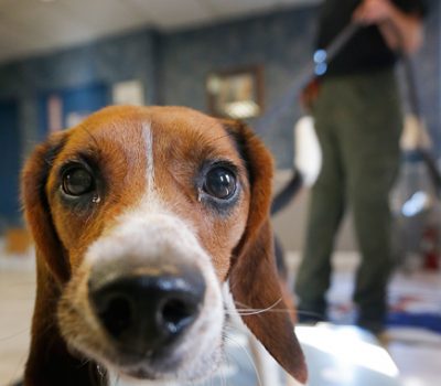 beagle,polar bear,Elvis,pregnancy,conservation dog