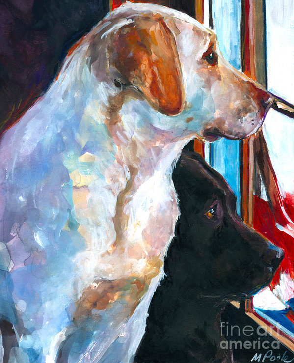 Labrador Retriever, Earl of Malmesbury, Newfoundland,St. John's dogs