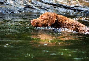 Chesapeake Bay Retrievers,The Silver Dollar Water Game