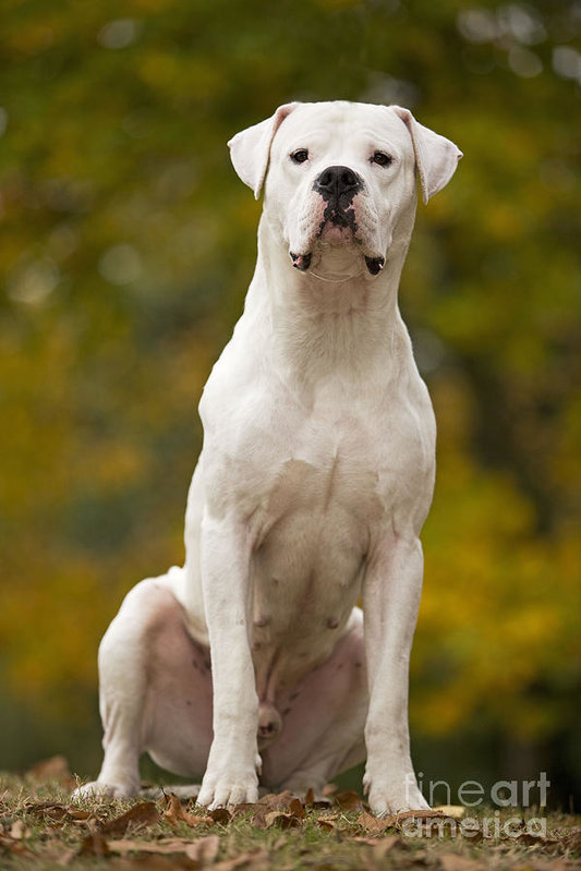 great pyrenees and great dane